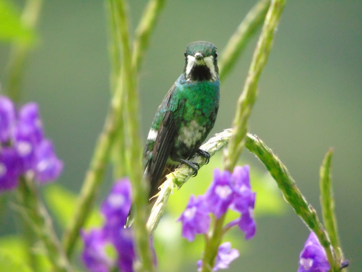 kolibřík trnoocasý - ML620318331