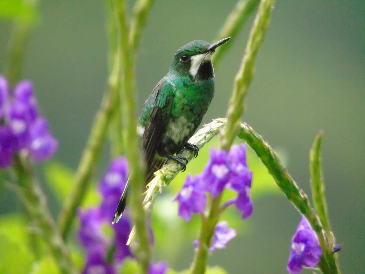 kolibřík trnoocasý - ML620318333