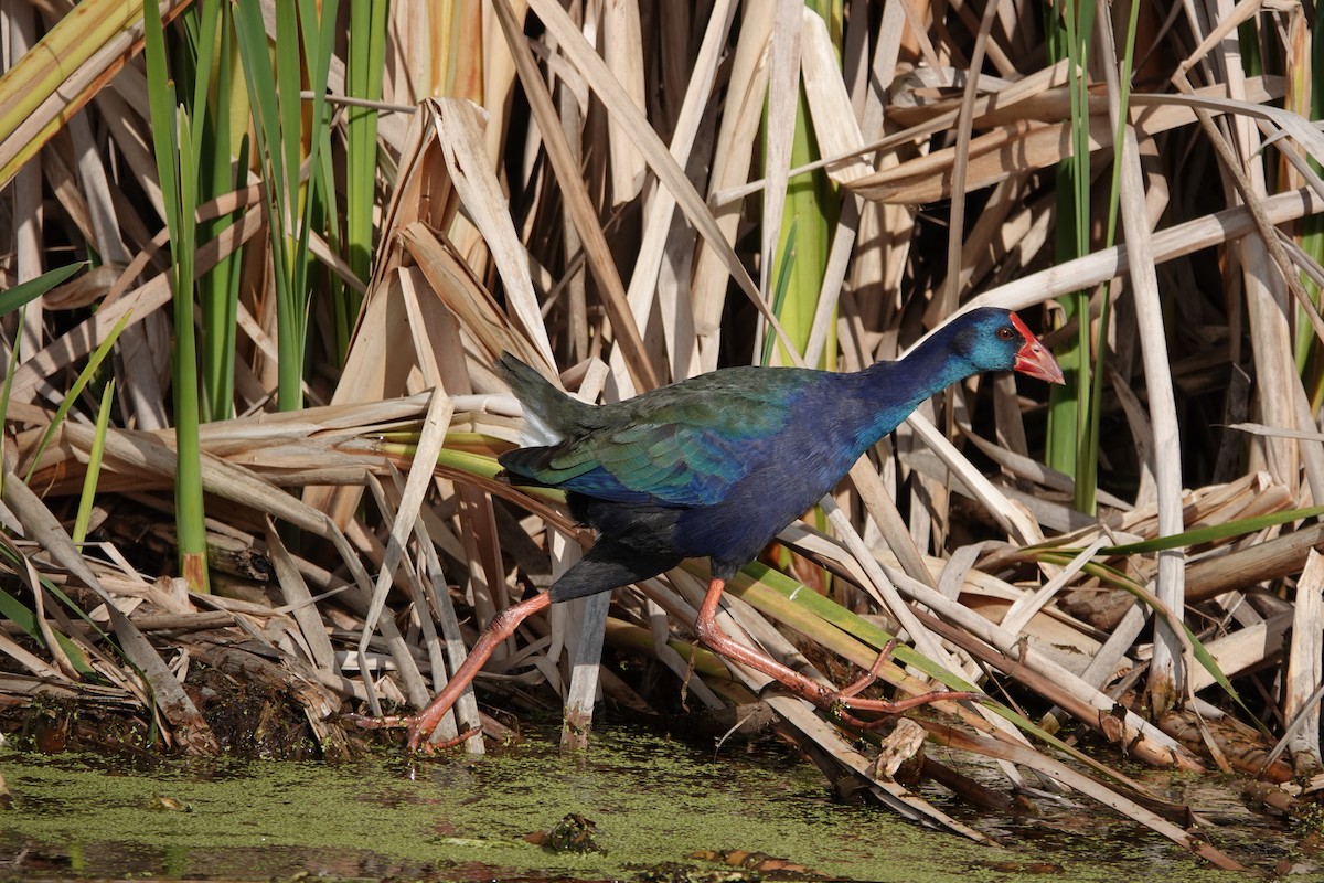 African Swamphen - ML620318335