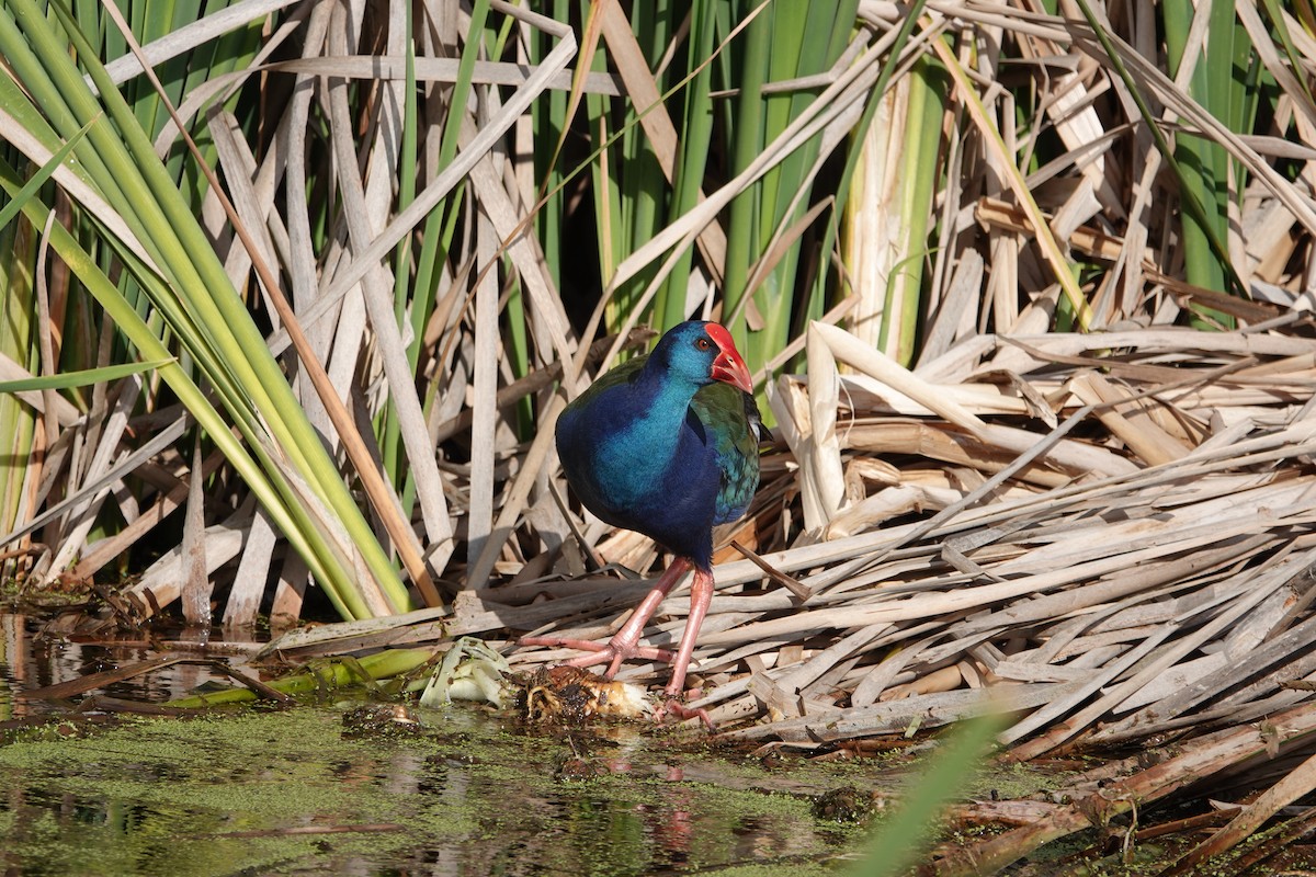 African Swamphen - ML620318336