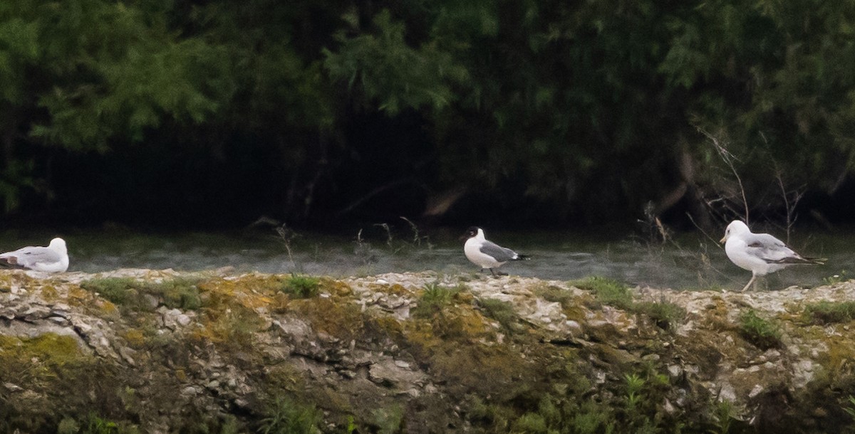 Franklin's Gull - ML620318338