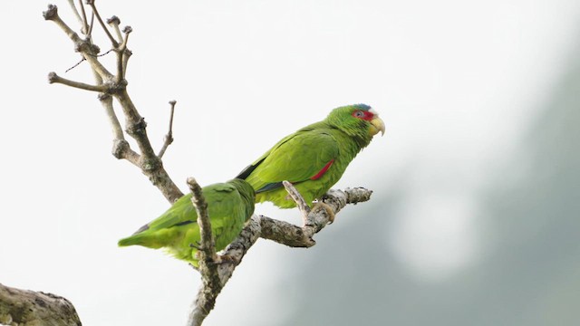 White-fronted Parrot - ML620318348