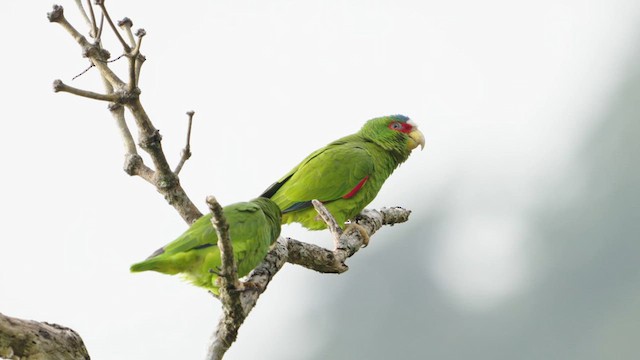 White-fronted Amazon - ML620318348