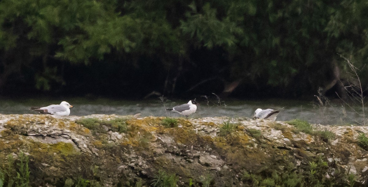 Franklin's Gull - ML620318349