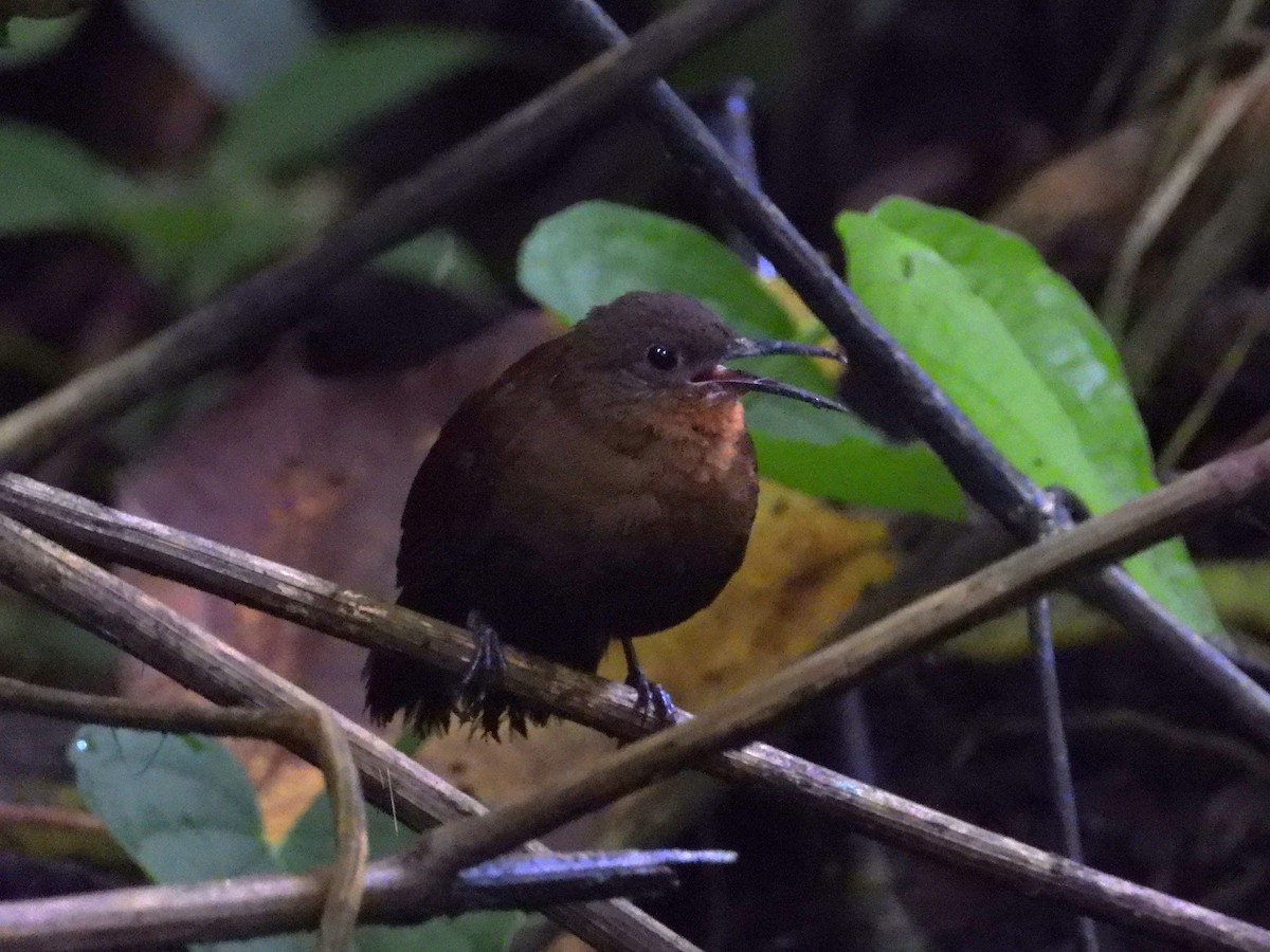 South American Leaftosser - ML620318356