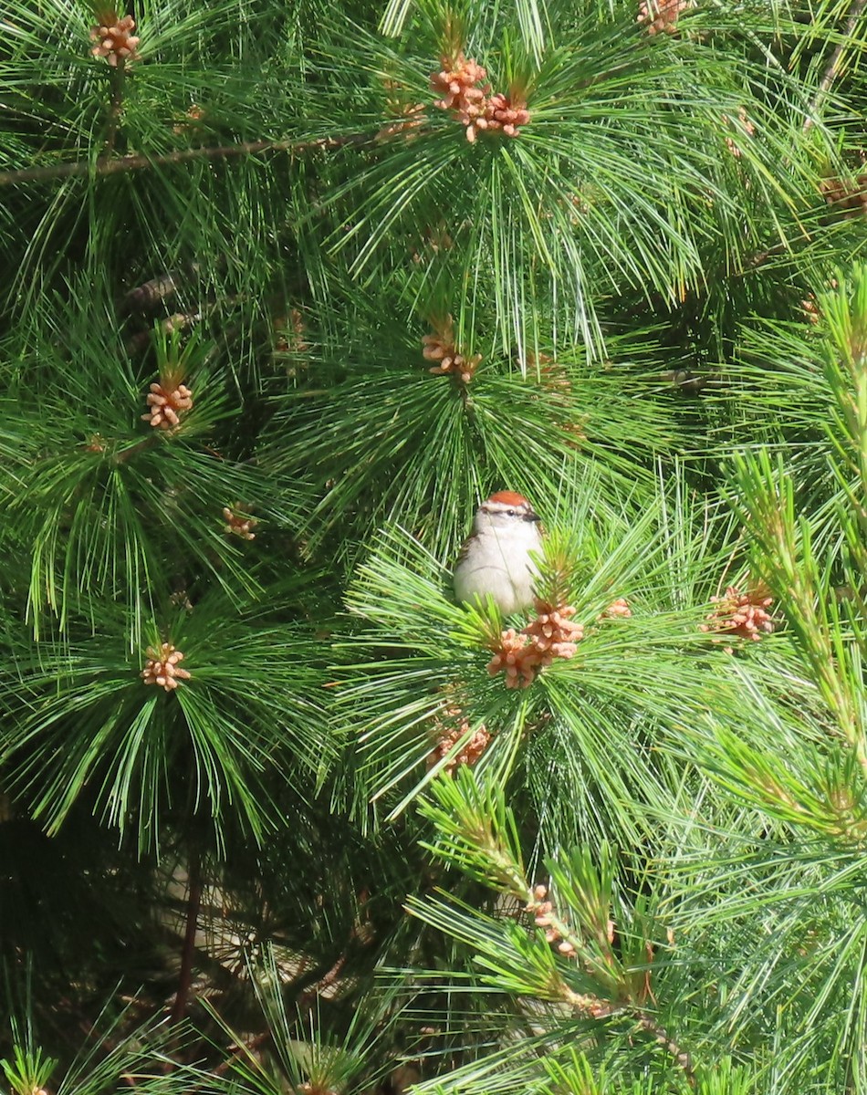 Chipping Sparrow - ML620318365