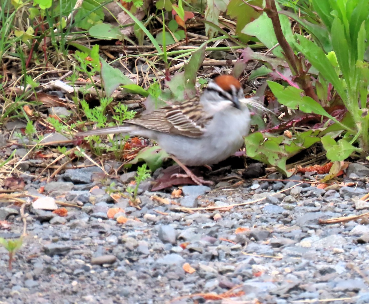 Chipping Sparrow - ML620318366