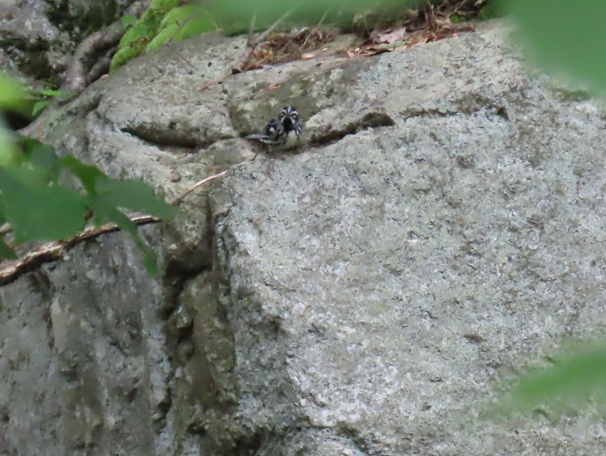 Black-and-white Warbler - ML620318375