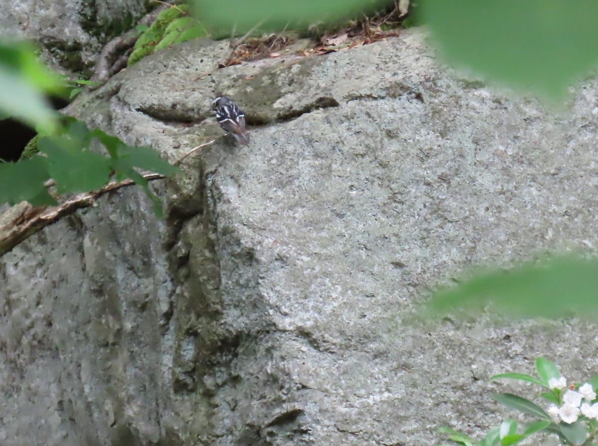 Black-and-white Warbler - ML620318376