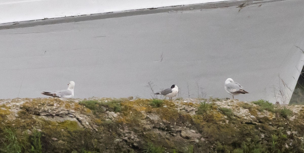 Franklin's Gull - ML620318377