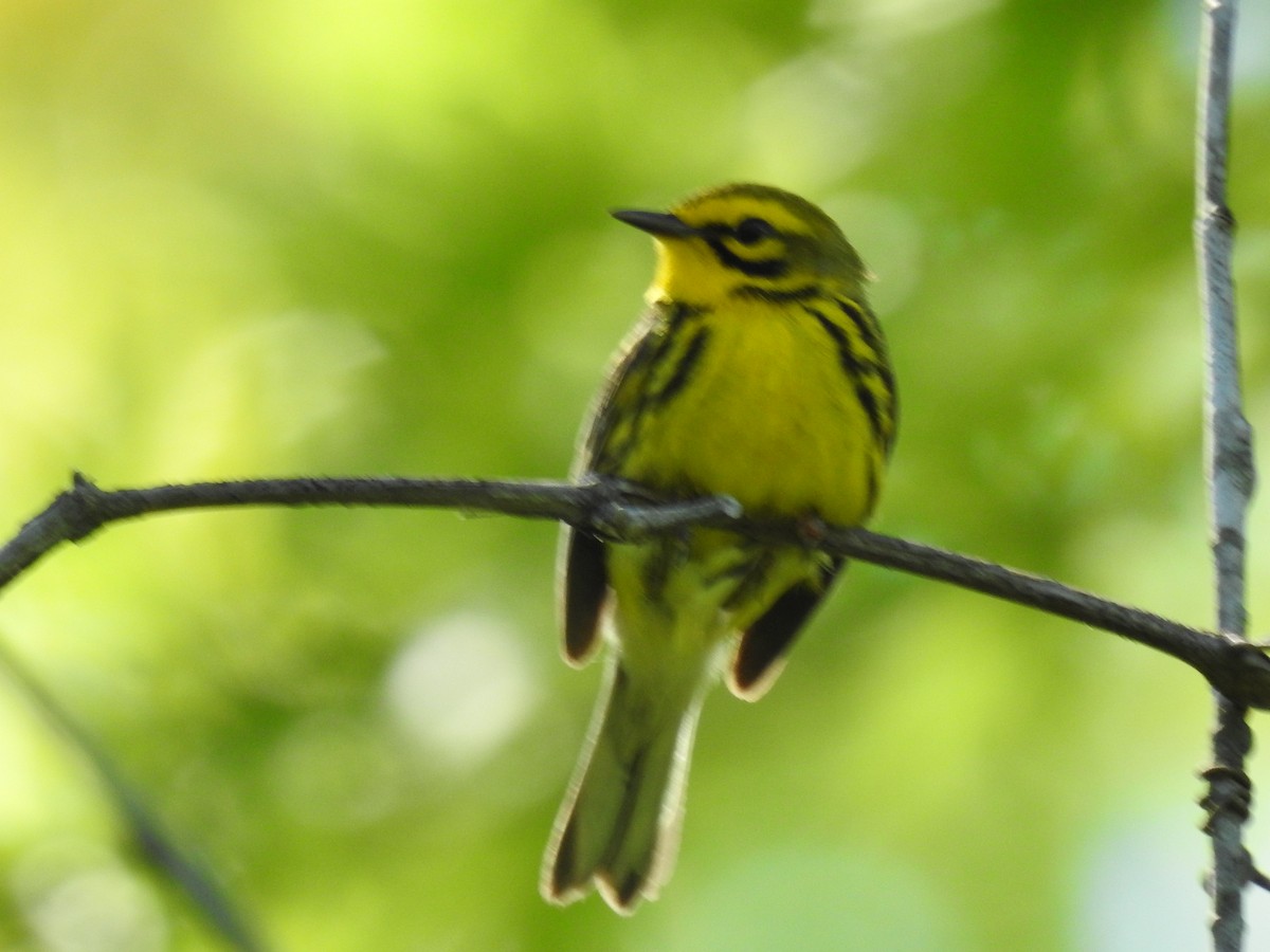 Prairie Warbler - ML620318387