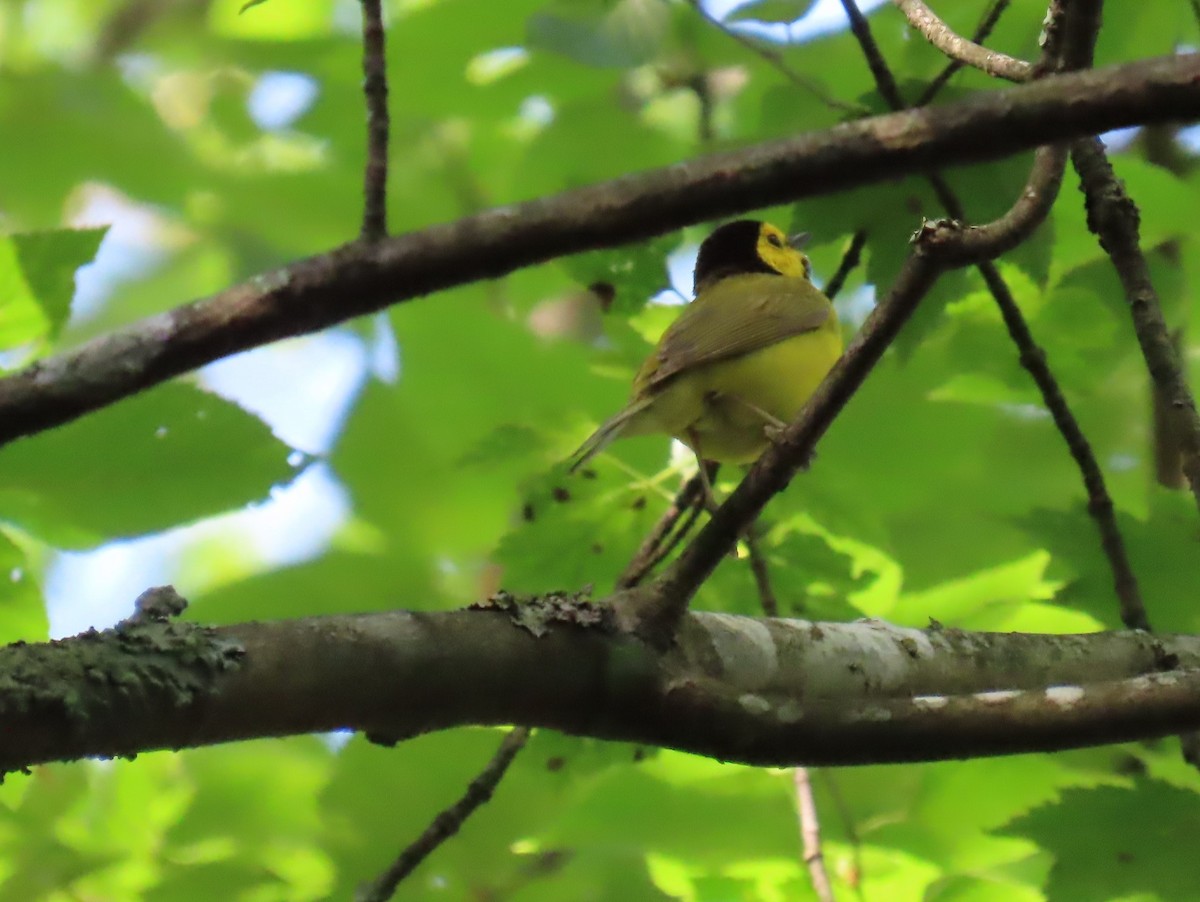 Hooded Warbler - ML620318389