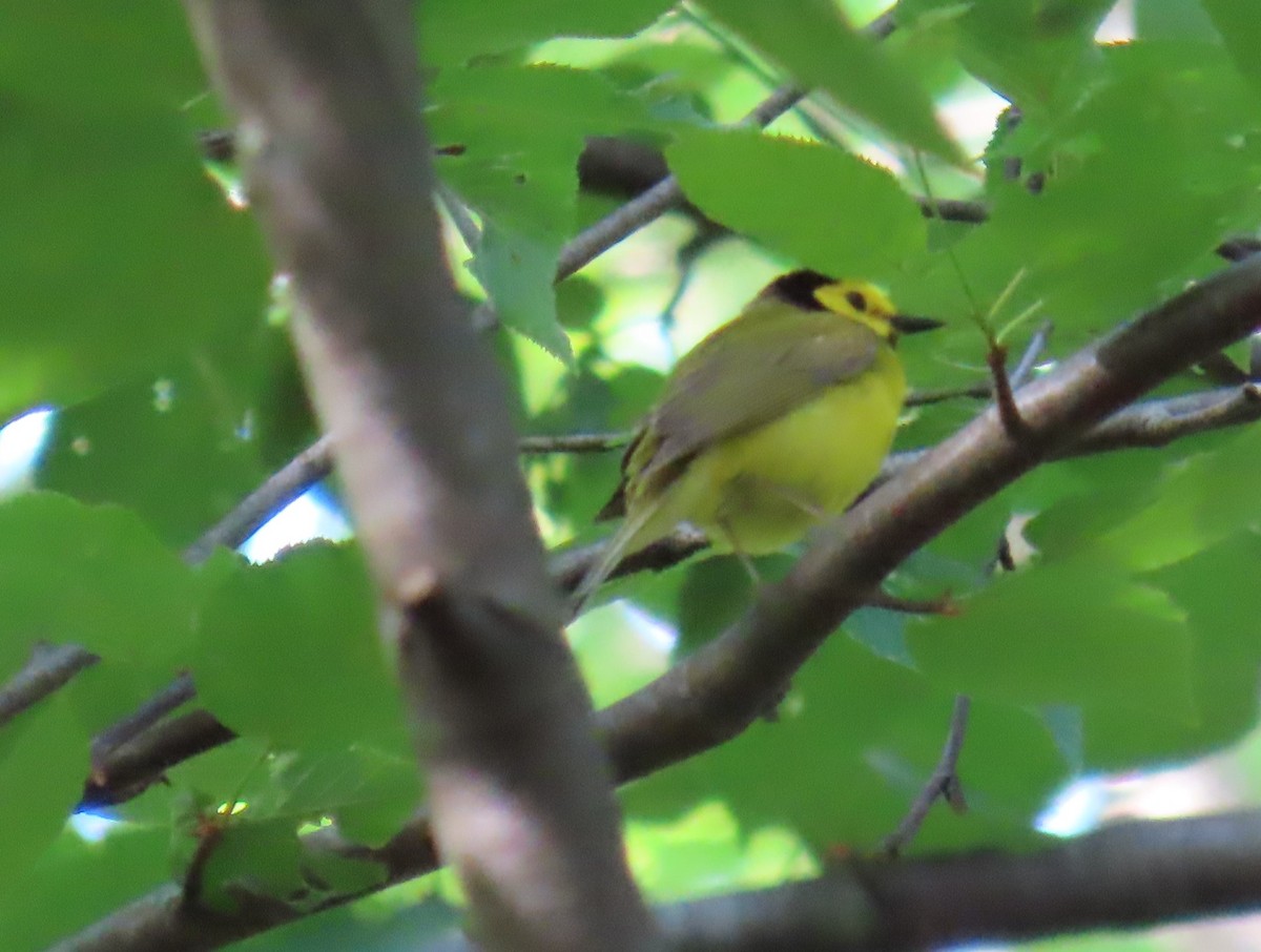 Hooded Warbler - ML620318390