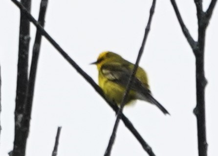 Blue-winged Warbler - ML620318393