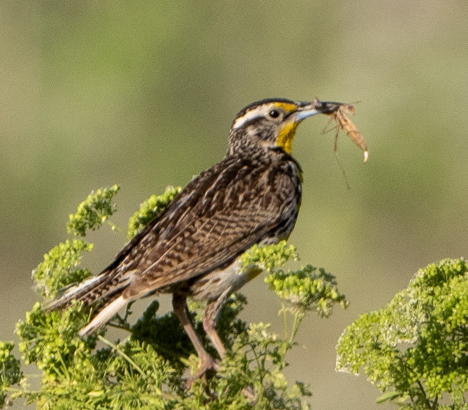 Western Meadowlark - ML620318399