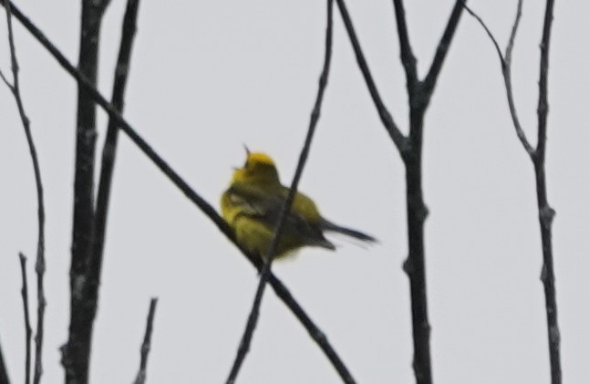 Blue-winged Warbler - ML620318400