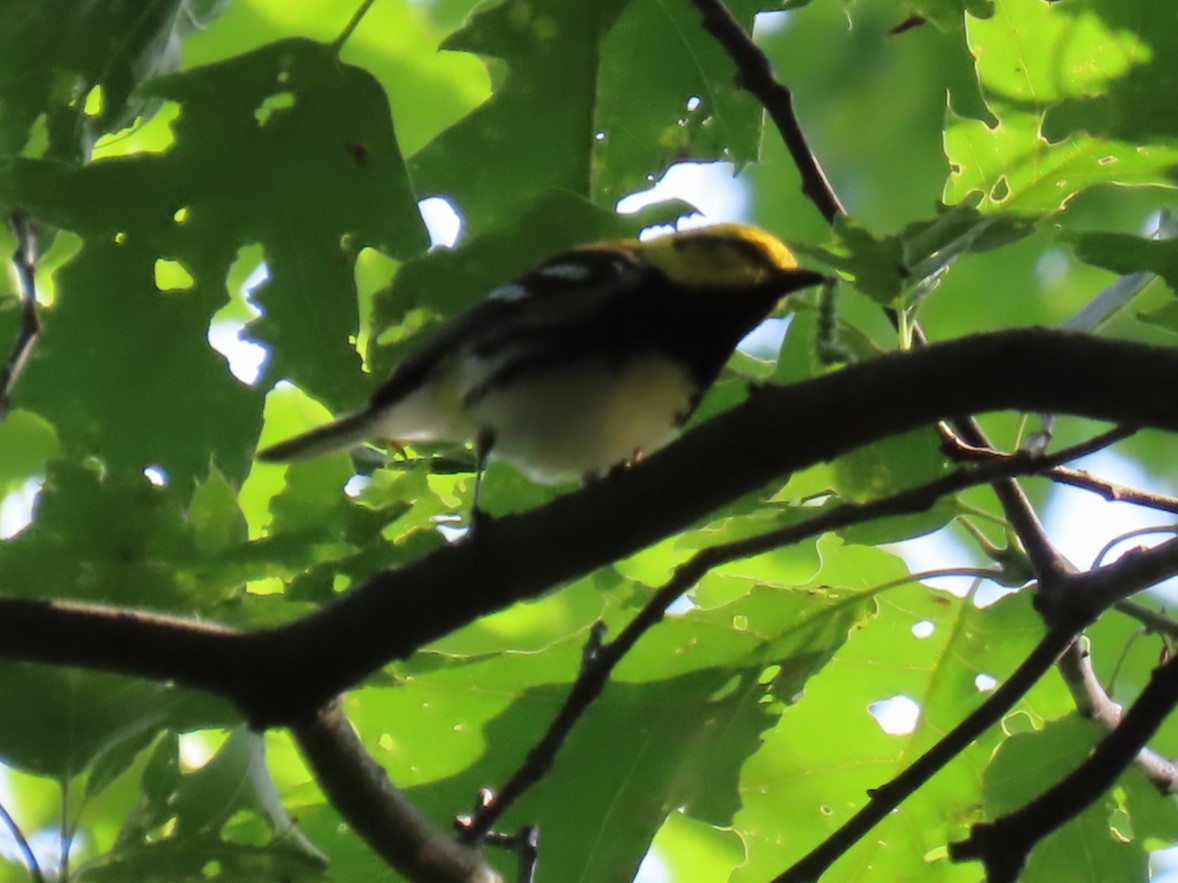 Black-throated Green Warbler - ML620318401