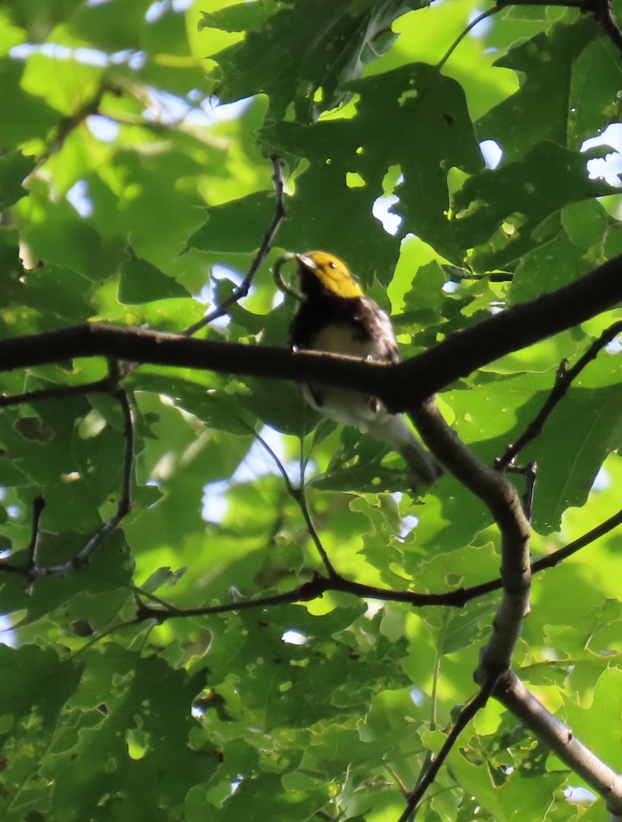 Black-throated Green Warbler - ML620318402