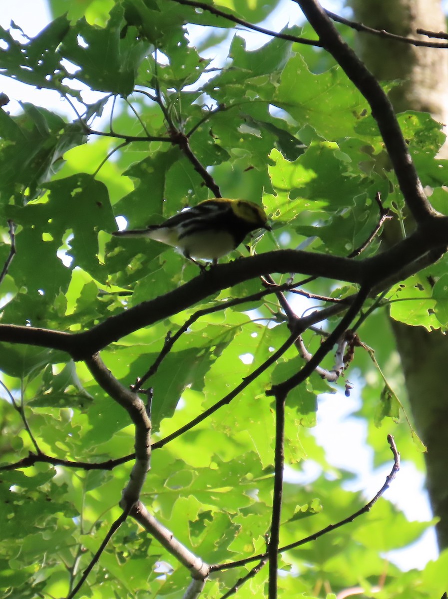 Black-throated Green Warbler - ML620318403