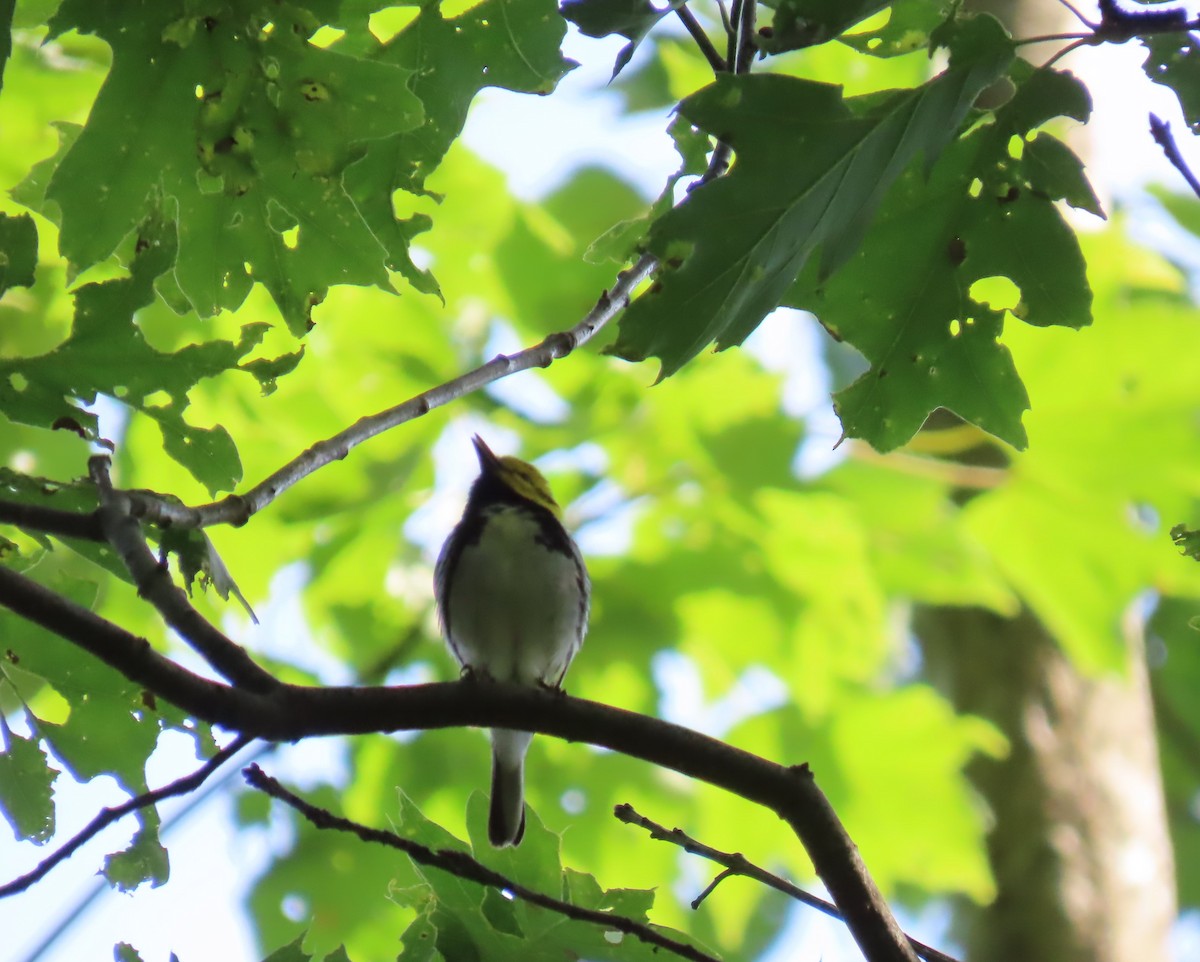 Black-throated Green Warbler - ML620318404