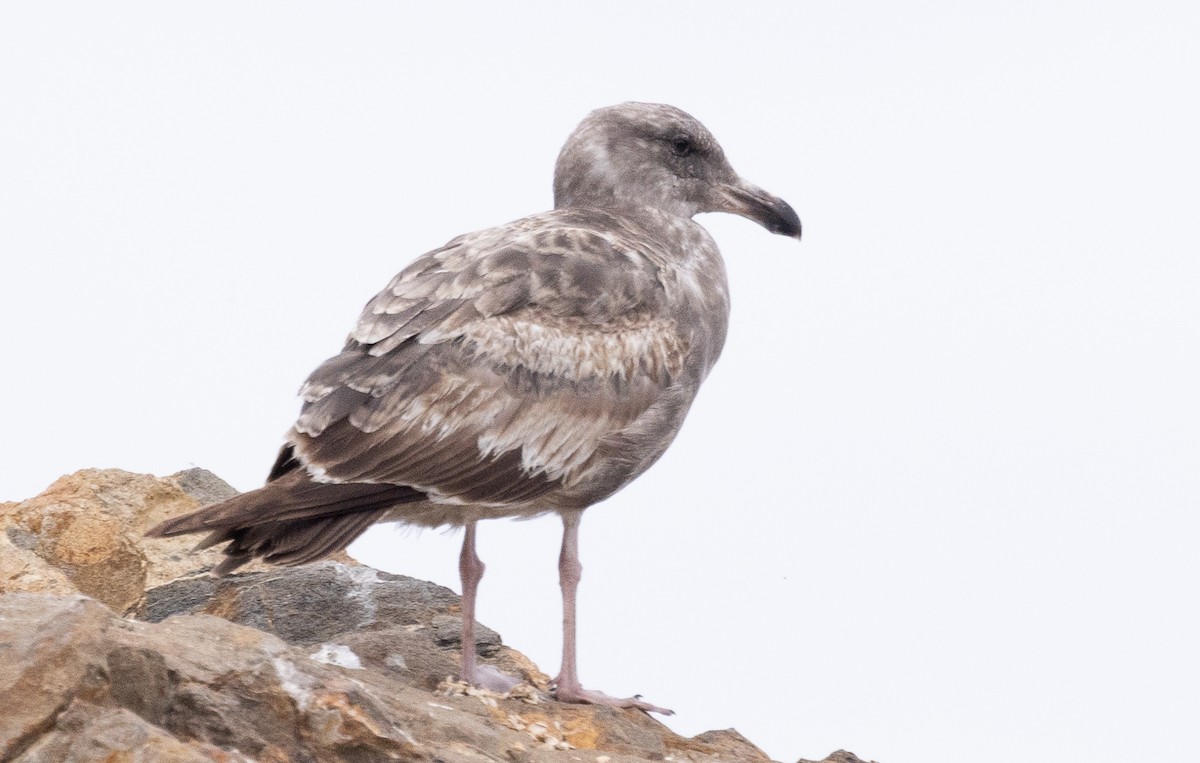 Western Gull - ML620318408