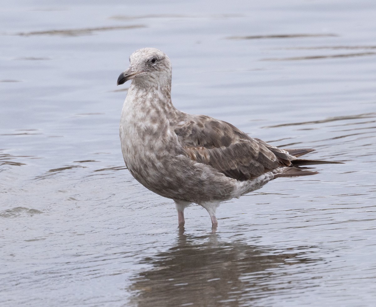 Western Gull - ML620318410