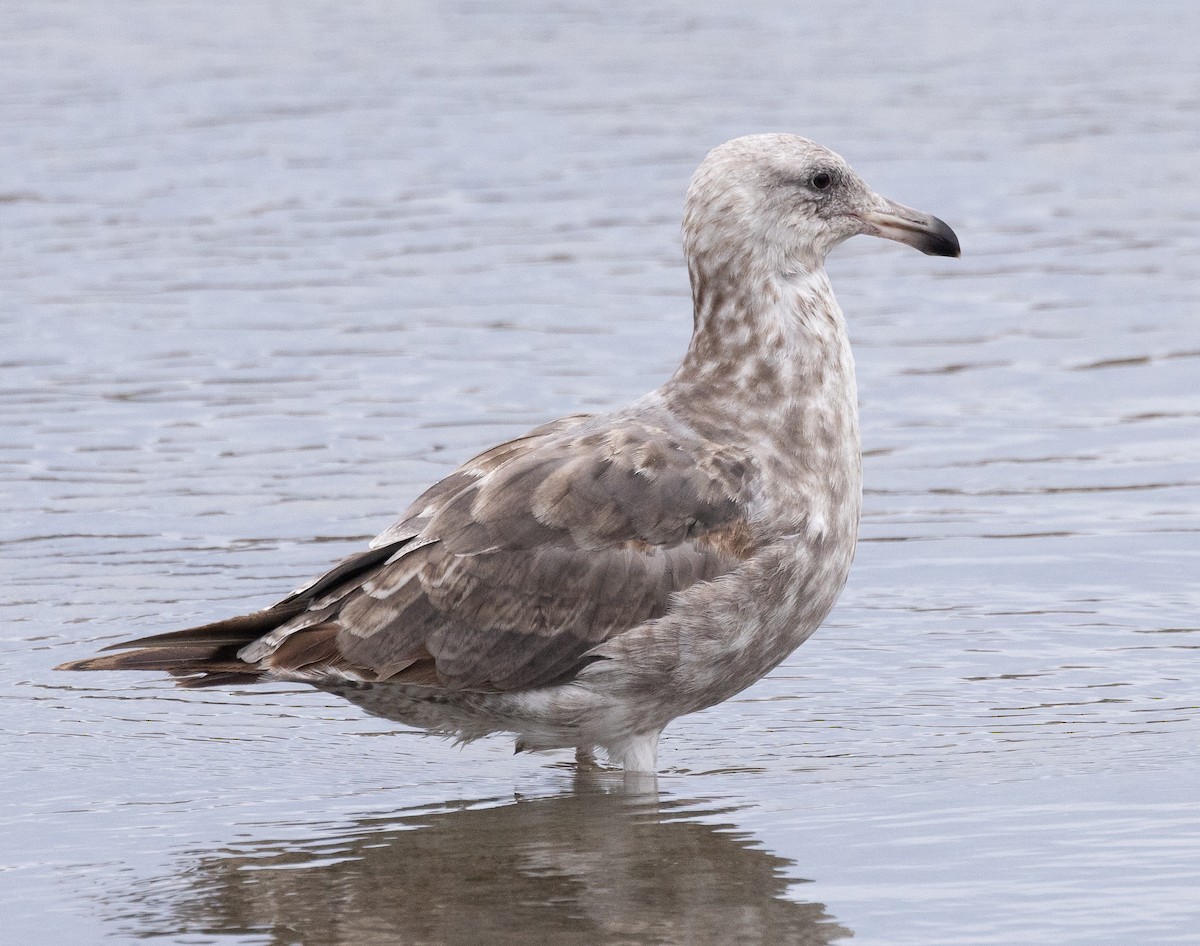 Western Gull - ML620318411