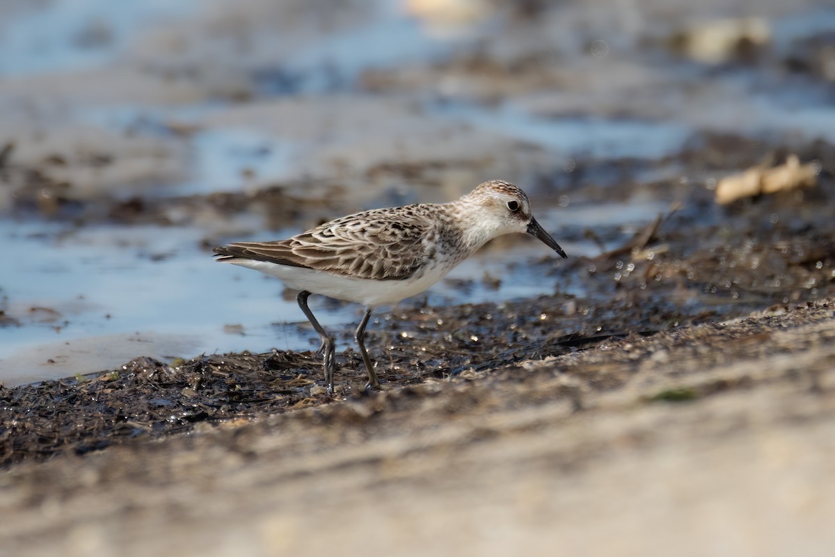 Semipalmated Sandpiper - ML620318414