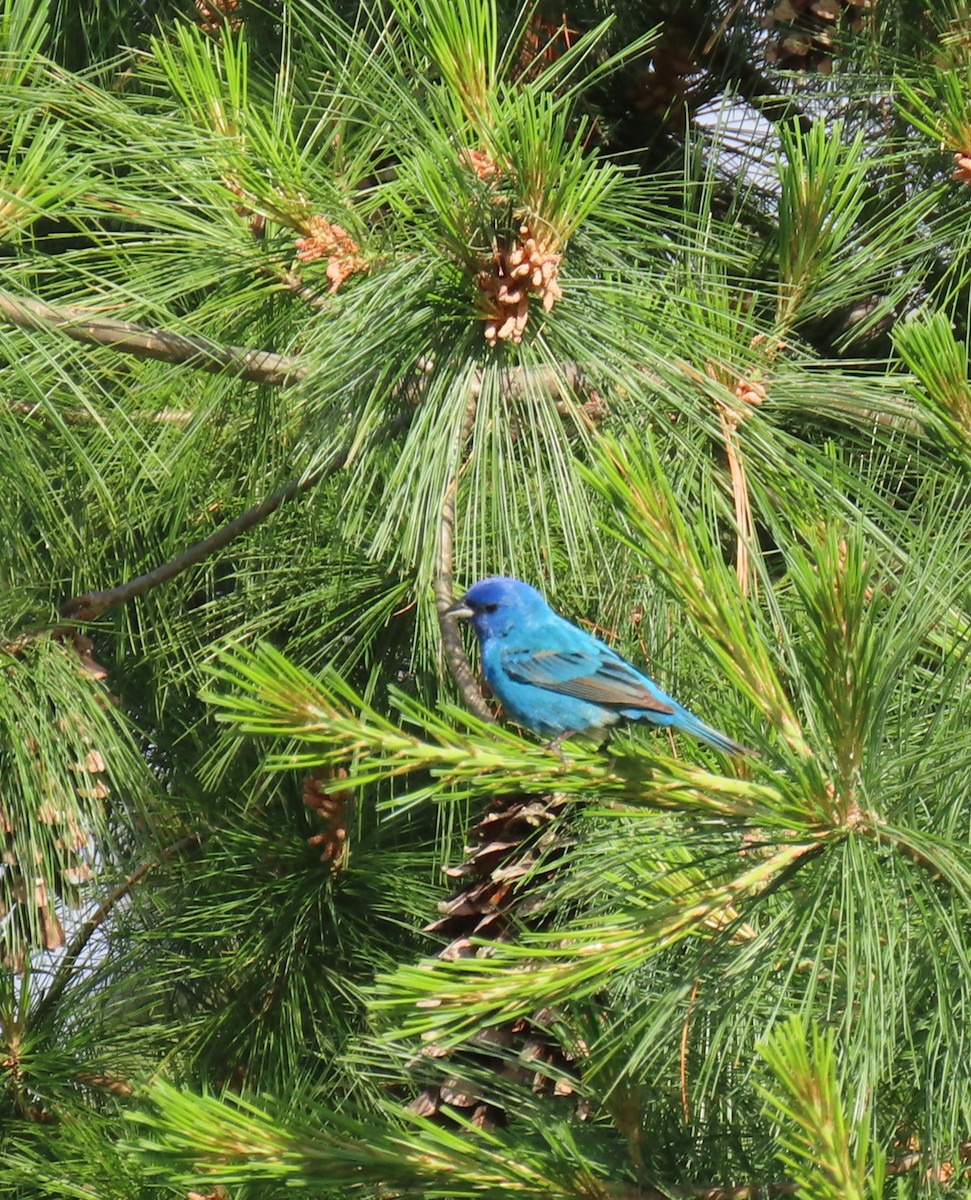 Indigo Bunting - ML620318415