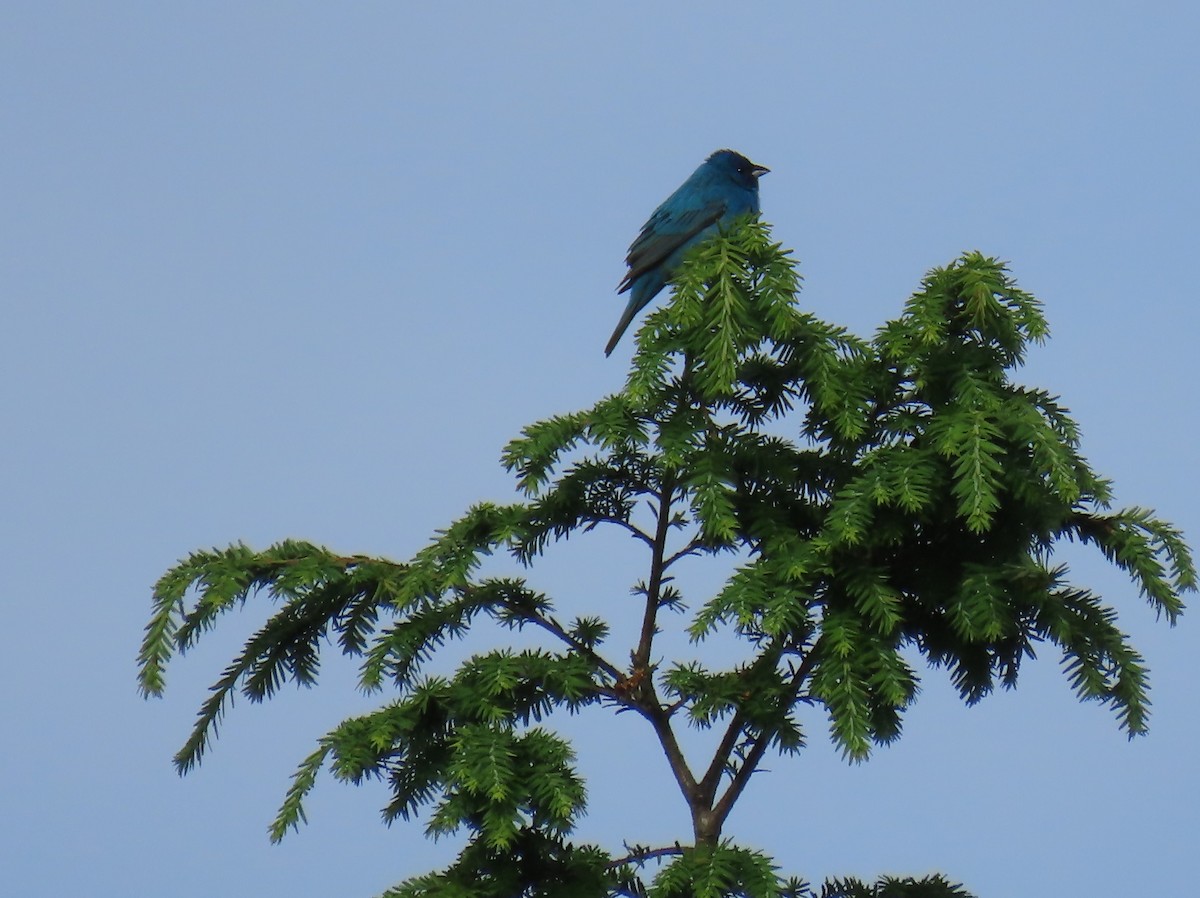 Indigo Bunting - ML620318416