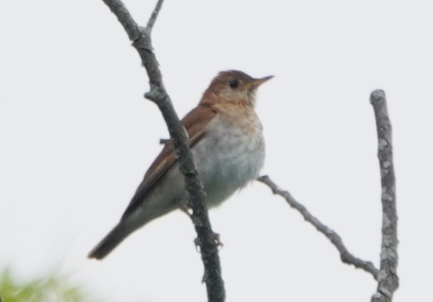 Veery - ML620318419