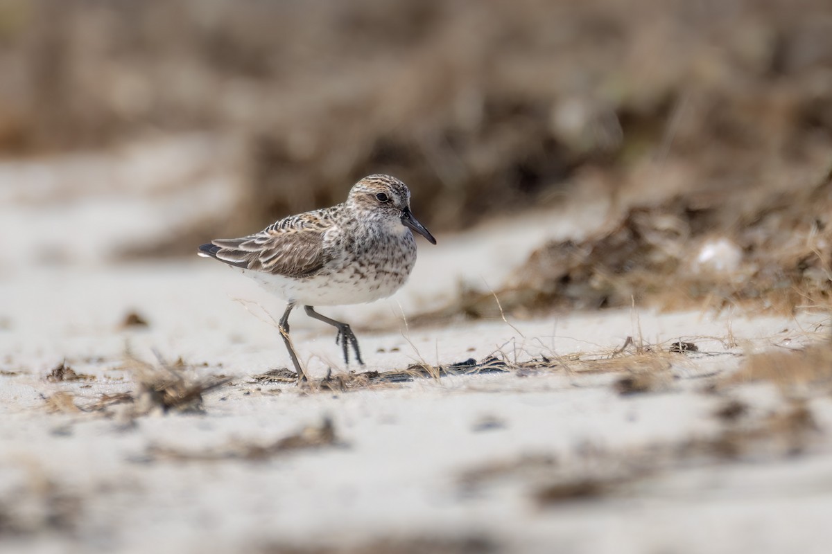 Semipalmated Sandpiper - ML620318420