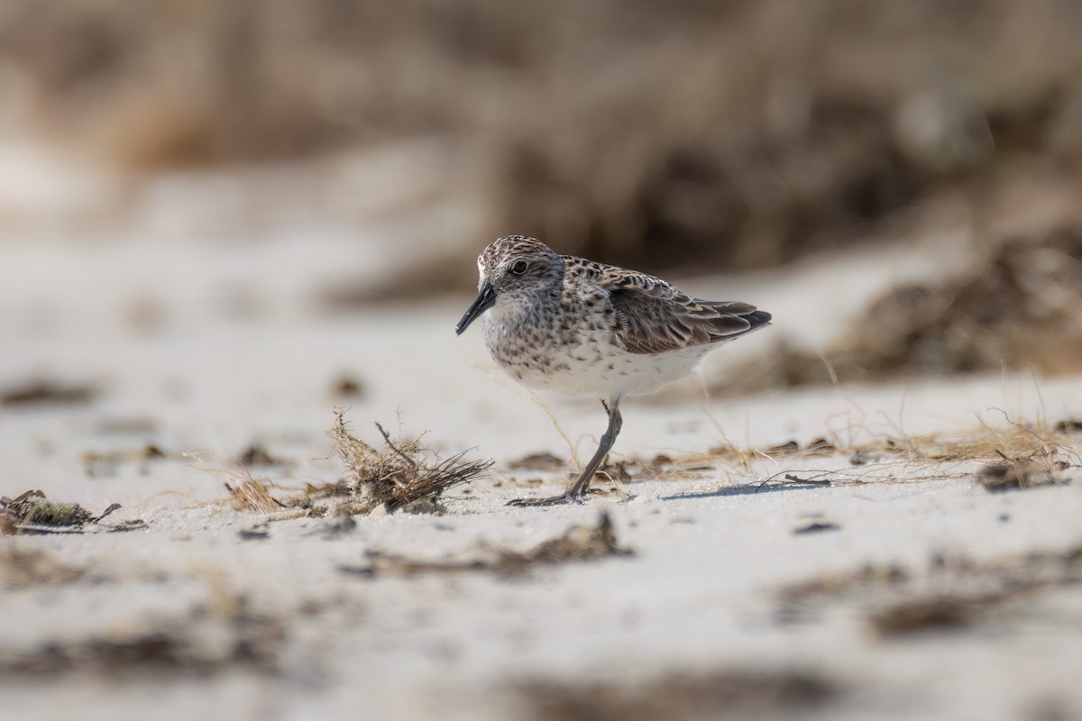 Semipalmated Sandpiper - ML620318421