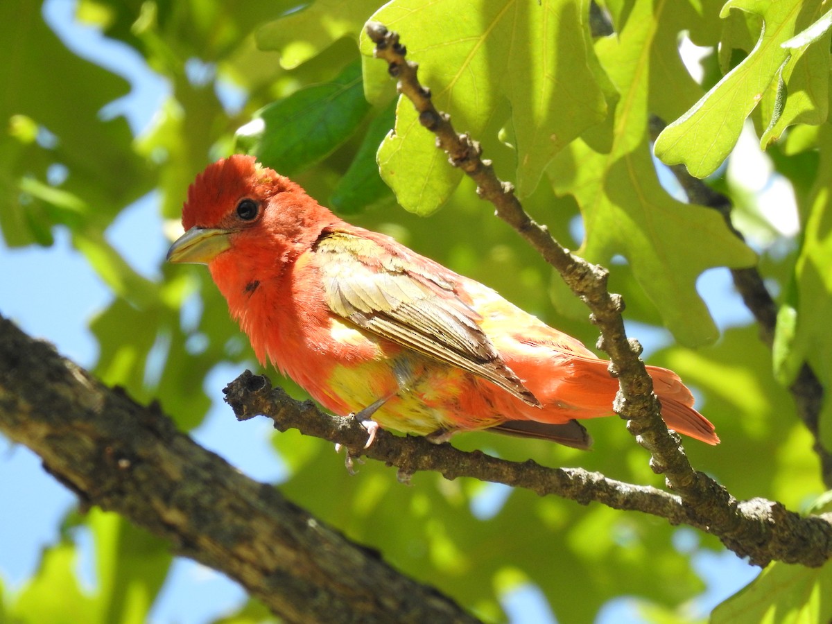 Summer Tanager - ML620318433