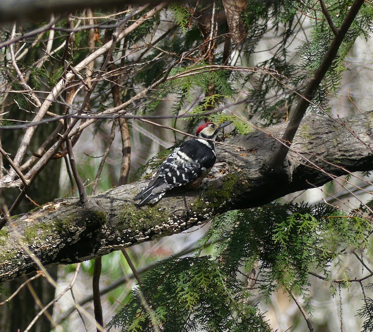 White-backed Woodpecker - ML620318434