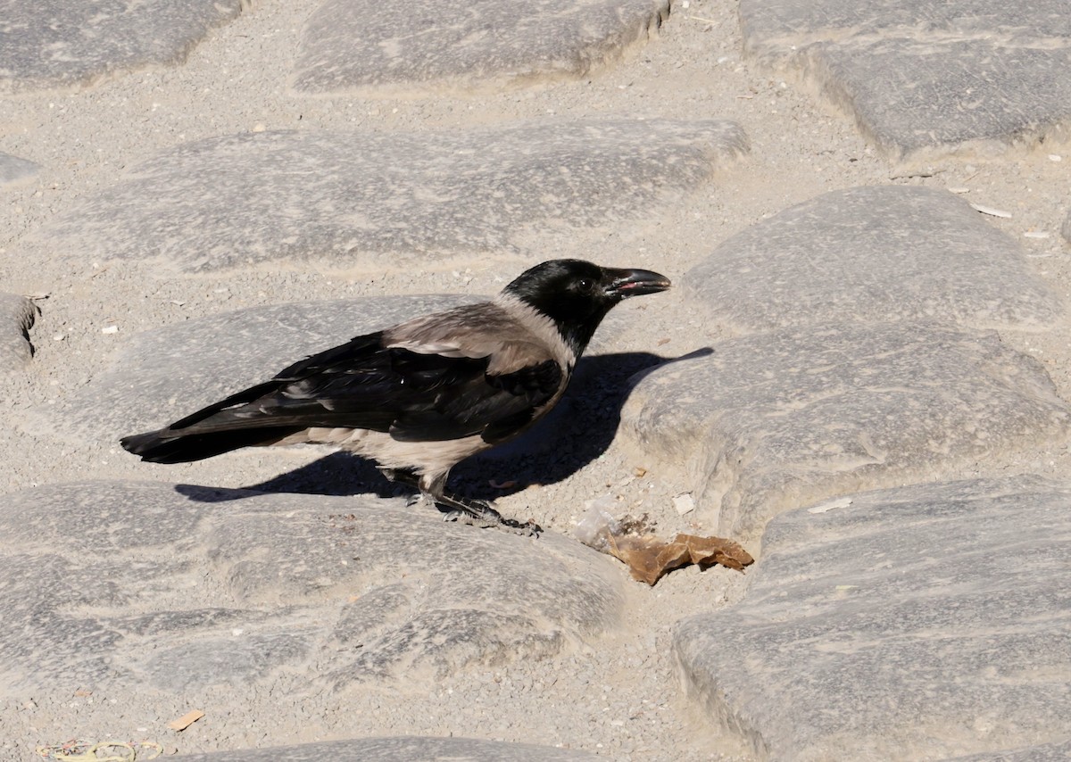 Hooded Crow - ML620318444