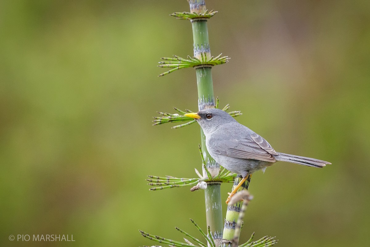 Slender-billed Finch - ML620318446