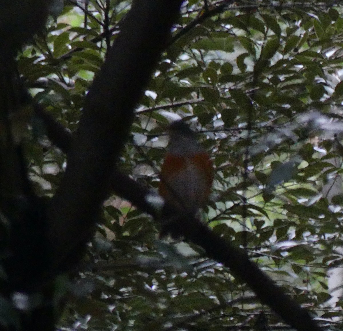 Gray-backed Thrush - ML620318448