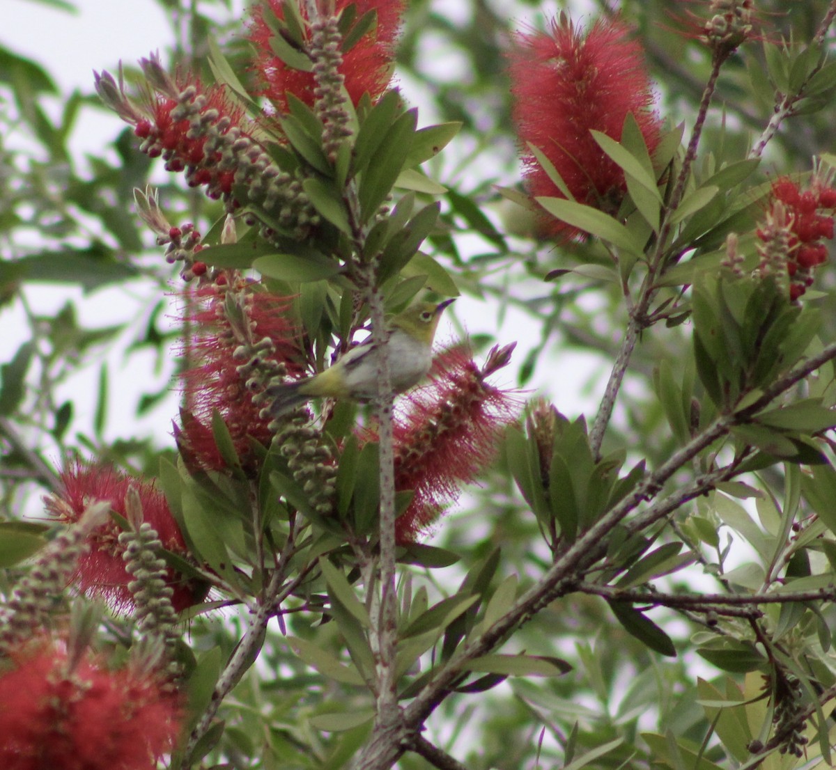 Swinhoe's White-eye - ML620318451