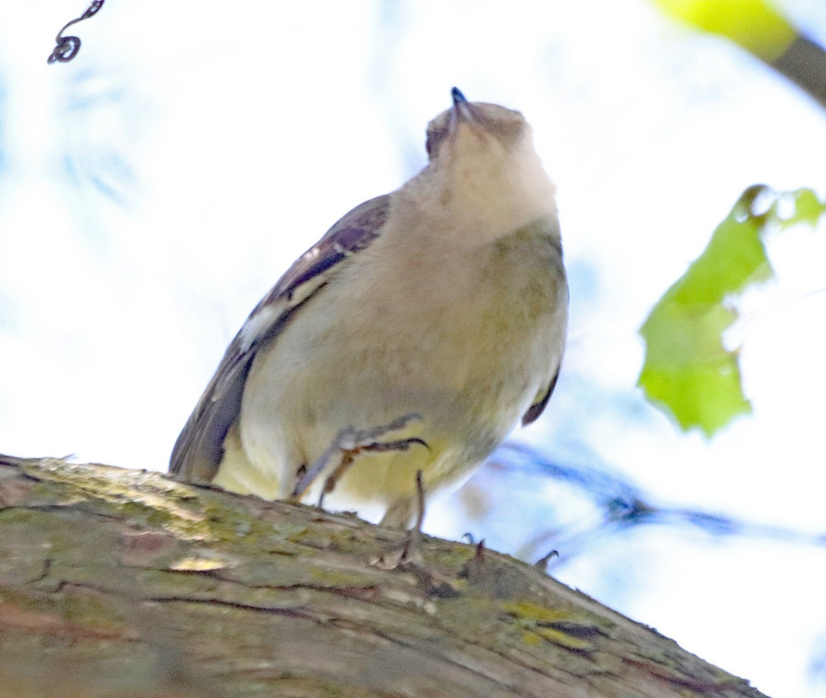 Northern Mockingbird - ML620318452