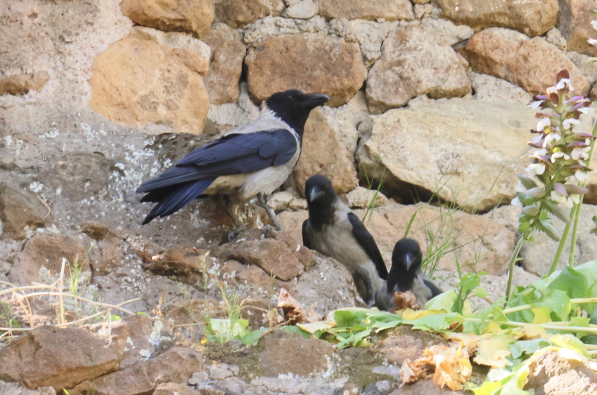 Hooded Crow - ML620318466