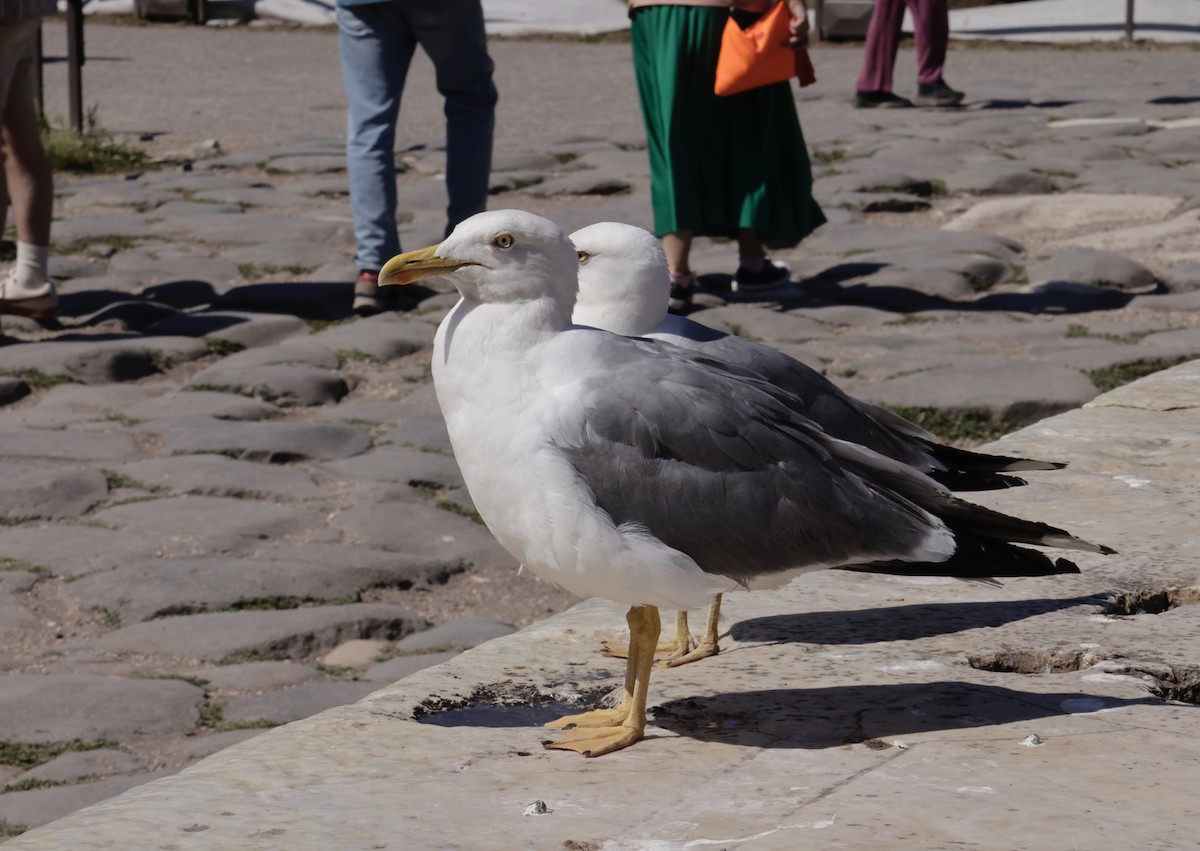 Yellow-legged Gull - ML620318467