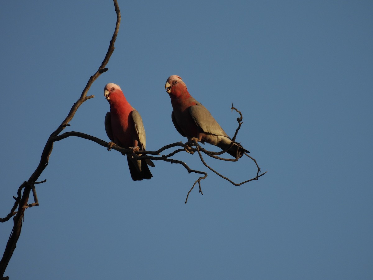 Cacatúa Galah - ML620318468