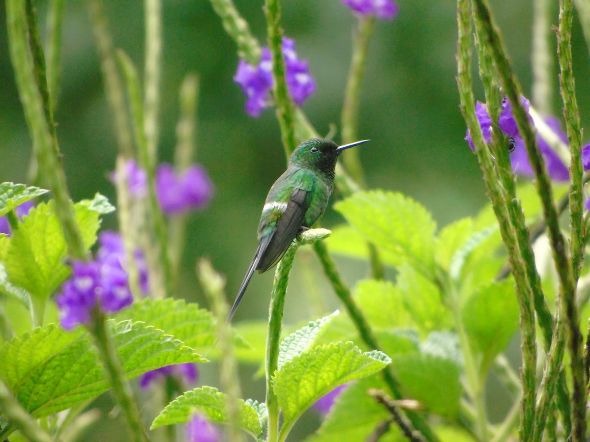 kolibřík trnoocasý - ML620318472