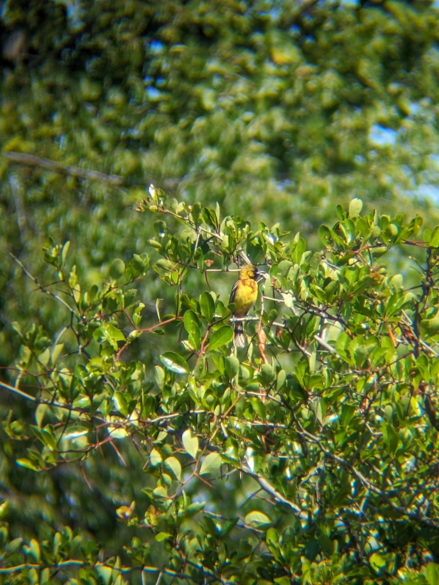 Orchard Oriole - ML620318474