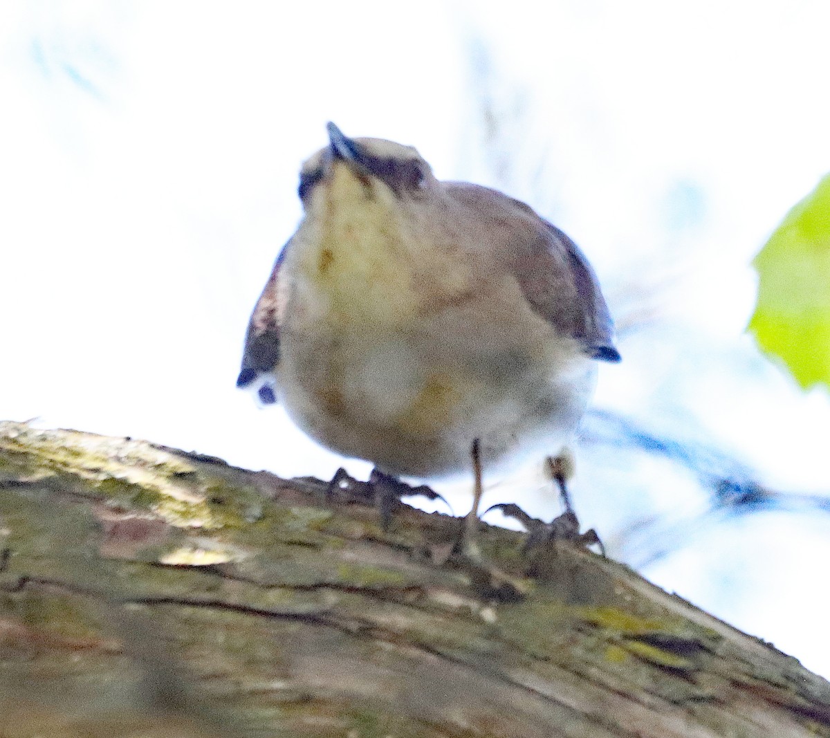 Northern Mockingbird - ML620318477