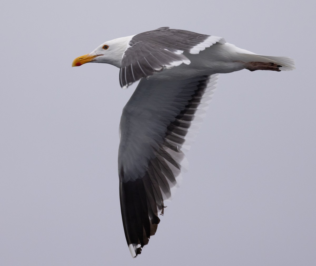 Western Gull - ML620318481