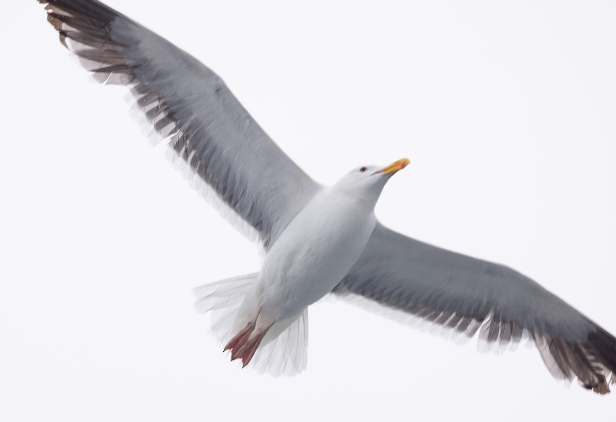 Western Gull - David Barton