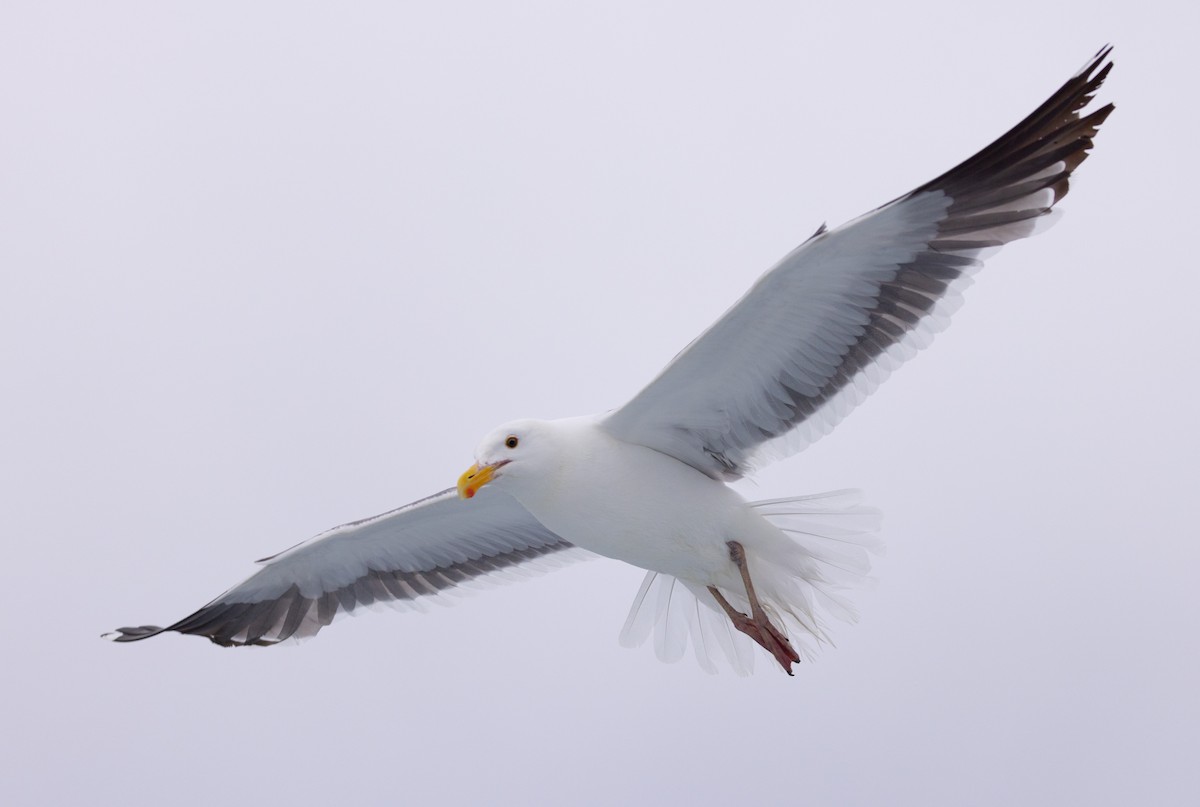 Western Gull - ML620318483