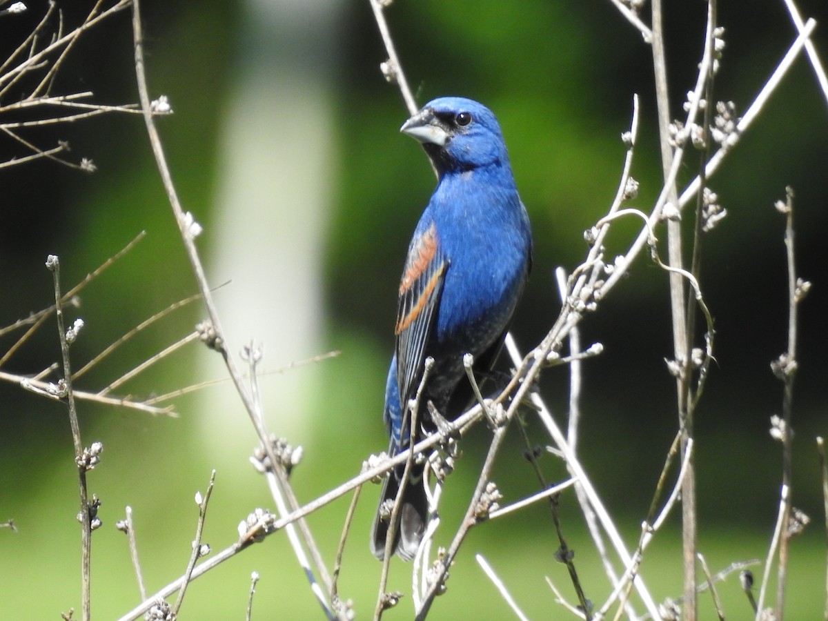 Blue Grosbeak - ML620318490